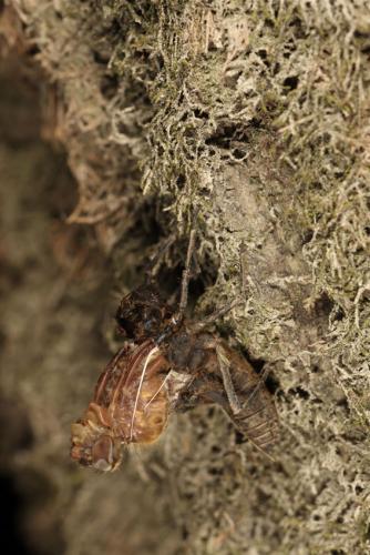 Oxygastra curtisii