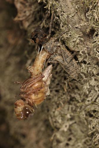 Oxygastra curtisii