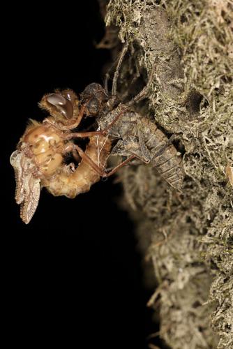 Oxygastra curtisii
