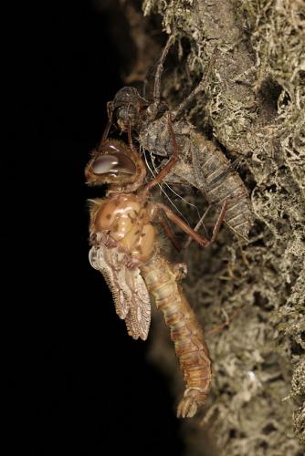 Oxygastra curtisii
