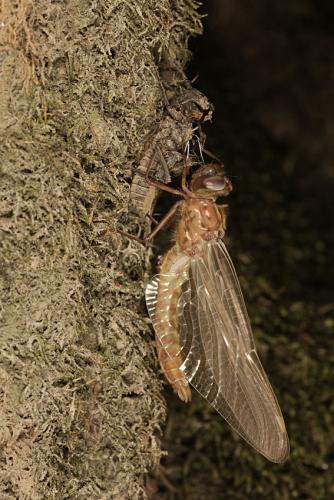 Oxygastra curtisii