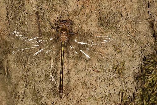 Oxygastra curtisii