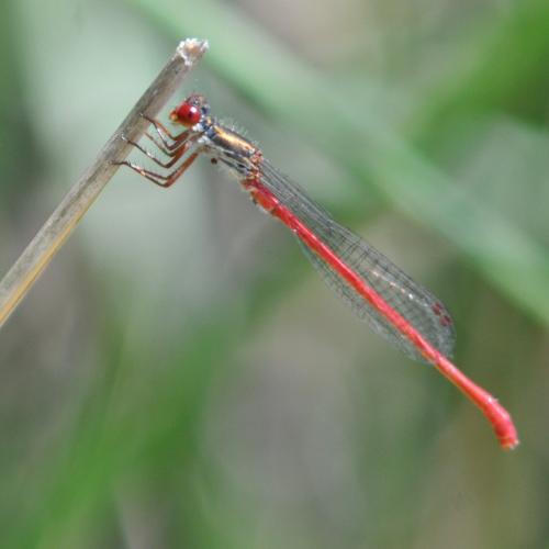Réf. 142 450 : Ceriagrion tenellum