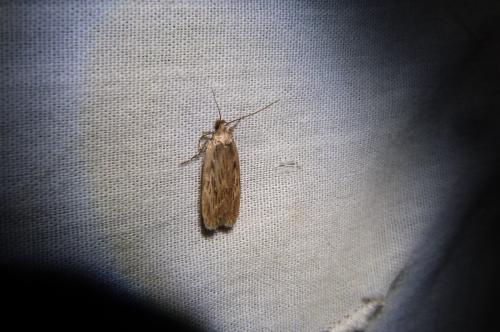 Depressaria radiella