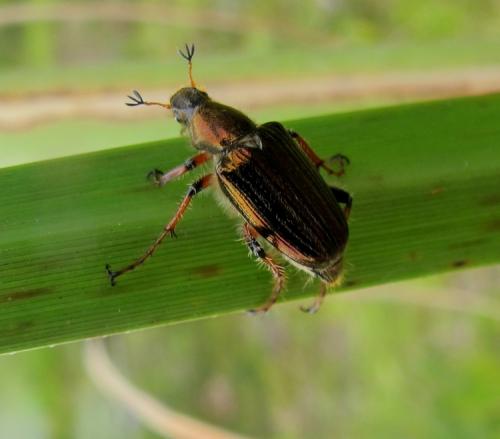 Dichelonyx sp.