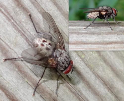 Réf. 142 012 : Helina evecta