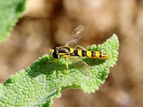 Réf. 142 247 : Sphaerophoria scripta