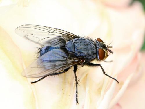 Réf. 142 680 : Calliphora vicina