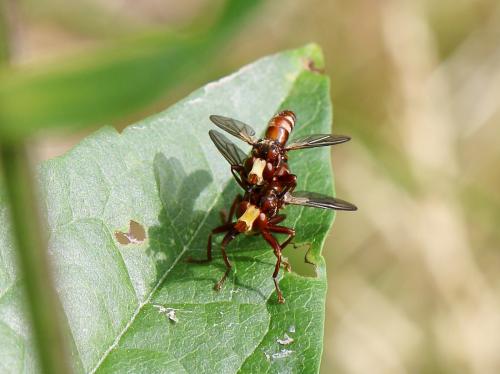 Réf. 142 835 : Sicus sp.