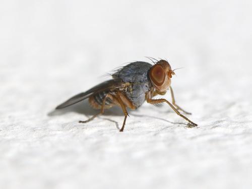 Prosopomyia pallida