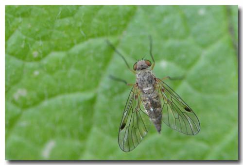 Réf. 142 357 : Chrysopilus asiliformis