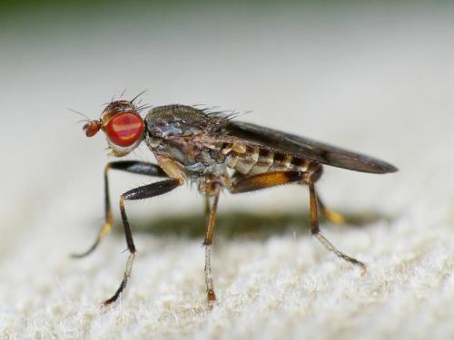 Pherbellia annulipes