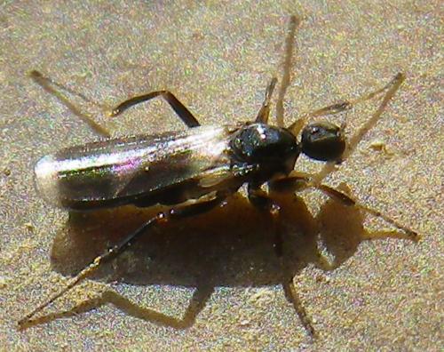 Réf. 142 008 : Tachydromia sp.