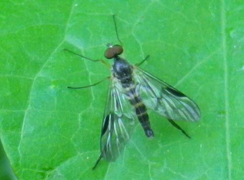 Atrichops crassipes