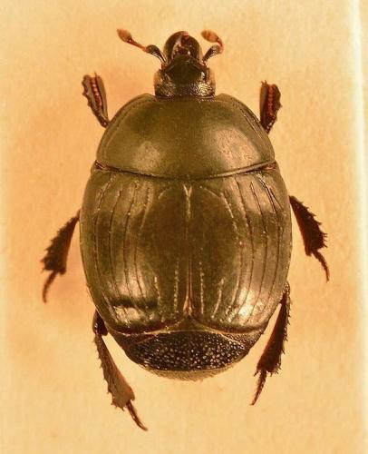 Réf. 142 935 : Margarinotus distinctus