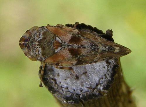 Aphrophora corticea