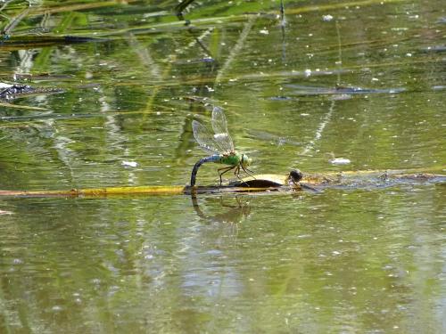 Anax imperator