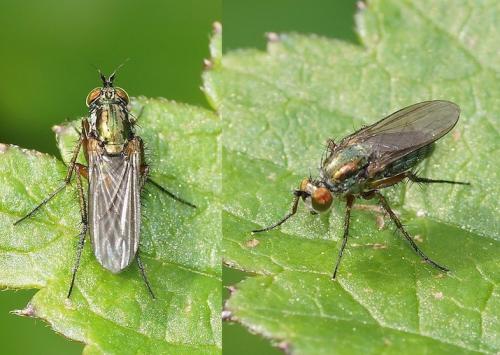 Dolichopus ungulatus