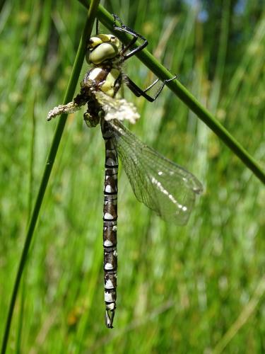 Aeshna cyanea