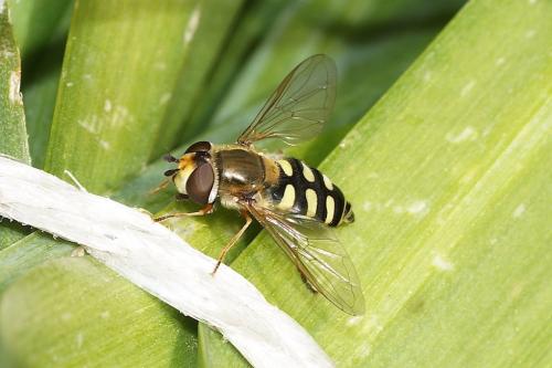 Eupeodes corollae