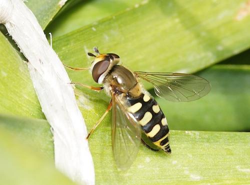 Eupeodes corollae