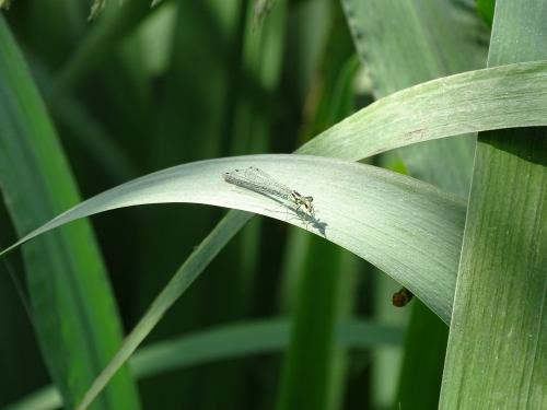 Coenagrion puella