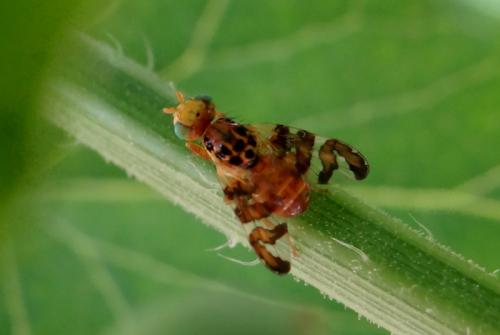 Réf. 142 842 : Goniglossum wiedemanni