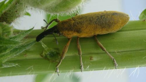 Lixus pulverulentus