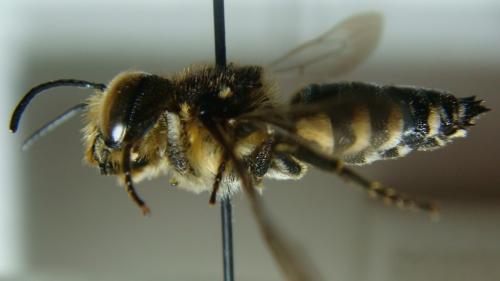 Coelioxys conoidea