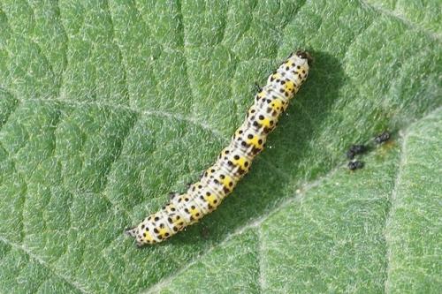 Cucullia verbasci