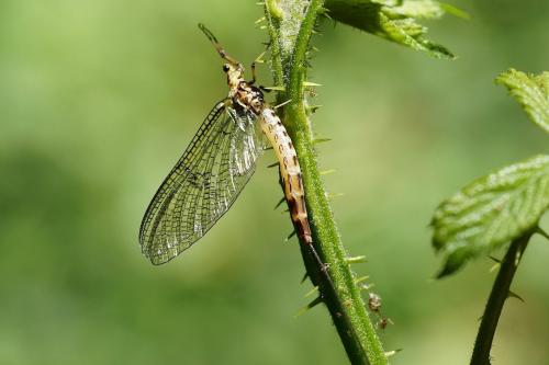 Ephemera danica