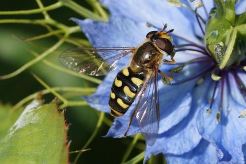 Réf. 142 224 : Eupeodes luniger