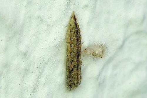Emmelina sp.