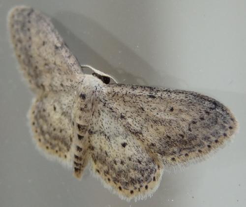 Réf. 142 371 : Idaea seriata
