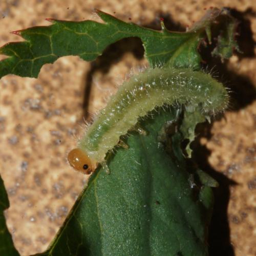 Cladius pectinicornis