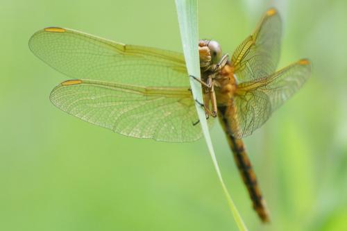 Orthetrum coerulescens