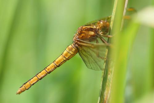 Réf. 142 362 : Orthetrum coerulescens