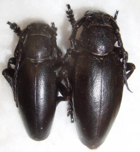 Dorcadion fulvum fulvum