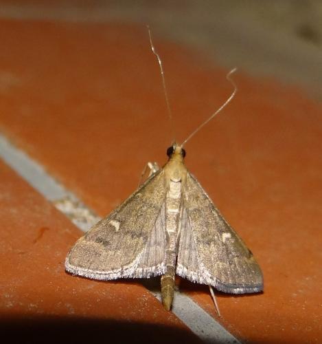 Réf. 142 772 : Dolicharthria punctalis
