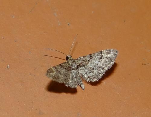Réf. 142 577 : Gymnoscelis rufifasciata