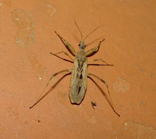 Réf. 142 894 : Oncocephalus pilicornis