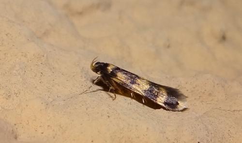 Oegoconia sp.