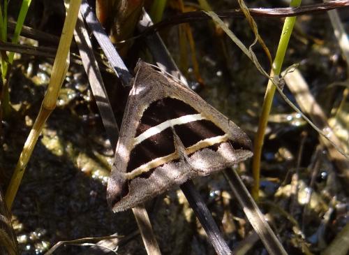 Grammodes bifasciata