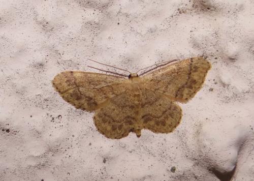 Idaea subsaturata