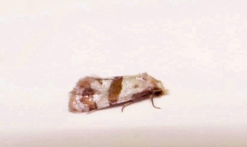 Réf. 142 802 : Phalonidia sp.