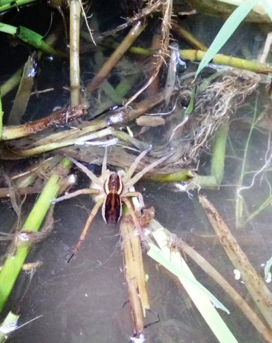 Dolomedes sp.