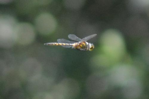 Somatochlora flavomaculata