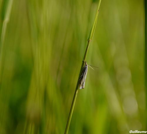 Réf. 142 176 : Crambus lathoniellus
