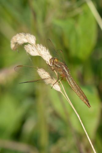Réf. 142 408 : Crocothemis erythraea
