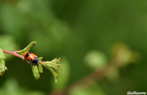 Clytra sp.